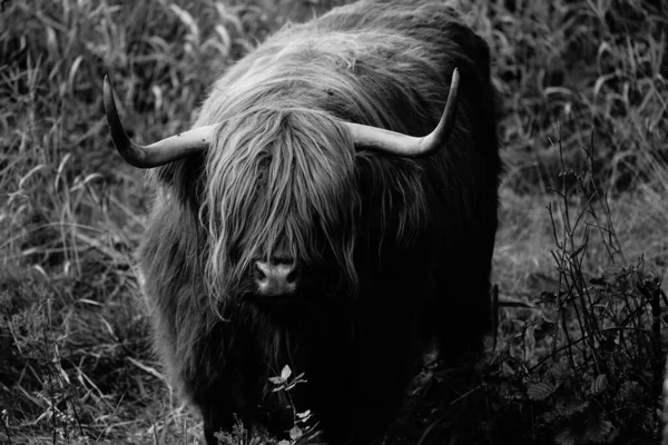 Highland Cattle Plemeno Které Pochází Skotska — Stock fotografie