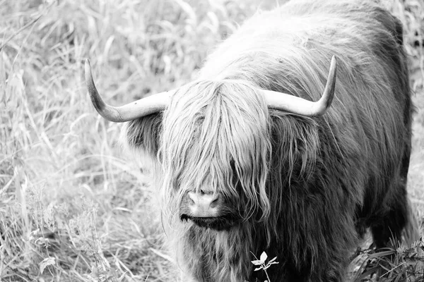 Highland Cattle Plemeno Které Pochází Skotska — Stock fotografie