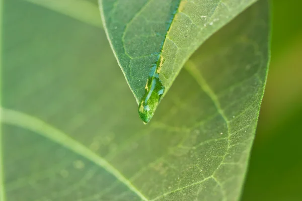 물 방울과 잎 — 스톡 사진