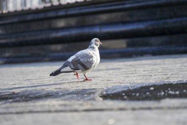 Güvercin parkta kaldırım taşları boyunca yürür.
