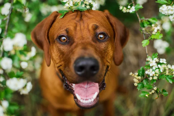 Close Retrato Cão Sorrindo Rhodesian Ridgeback Flor Primavera — Fotografia de Stock