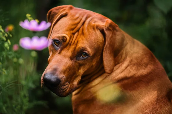 Закрыть Портрет Очаровательной Родезийской Горной Собаки Весной Летний Цветок Природный — стоковое фото
