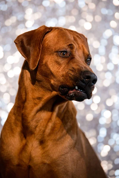 輝くお祝いの背景に愛らしいローデシアの謎の犬の肖像画を閉じます — ストック写真