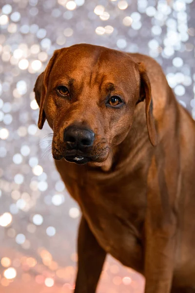 面白いですローデシアリッジバック犬の肖像画で舌アウトで光沢のあるお祭りの背景 — ストック写真