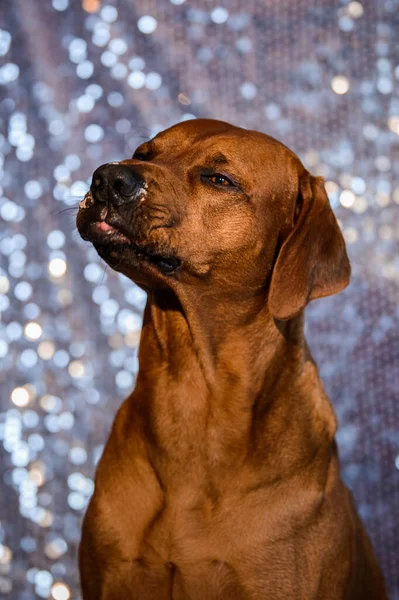 面白いですローデシアリッジバック犬の肖像画で舌アウトで光沢のあるお祭りの背景 — ストック写真