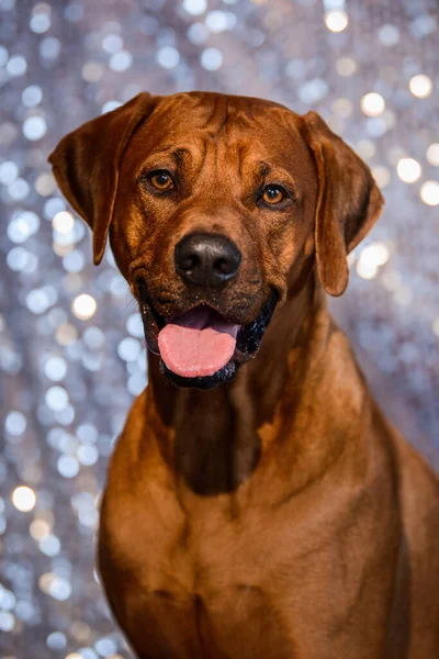 Nahaufnahme Porträt Eines Lustigen Rhodesian Ridgeback Hundes Mit Herausgestreckter Zunge — Stockfoto