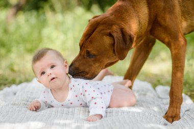 Büyük köpek ve sevimli 5 aylık bebek bahçede emekliyor.