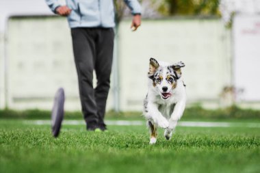 heyecan verici Avustralyalı çoban uçan disk için koşuyor onu yakalamaya çalışıyor, ağzı açık, yaz köpek sporları yarışması