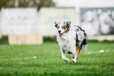 heyecan verici Avustralyalı çoban uçan disk için koşuyor onu yakalamaya çalışıyor, ağzı açık, yaz köpek sporları yarışması