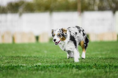 heyecan verici Avustralyalı çoban uçan disk için koşuyor onu yakalamaya çalışıyor, ağzı açık, yaz köpek sporları yarışması
