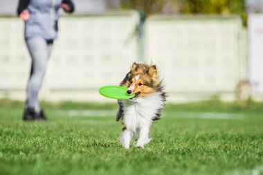Heyecanlı Shetland Çoban Köpeği Sheltie uçan diski yakalamaya çalışırken yakaladı. Açık hava köpek sporları yarışması.