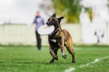 Malinois Belçika kurdu uçan disk yakaladı, yaz açık hava köpek sporları yarışması
