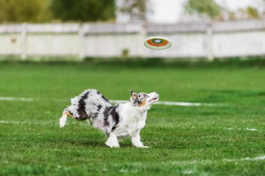Avustralya çobanı uçan disk için koşuyor atlama, açık ağız, yaz açık hava köpek sporları yarışmasında yakalamaya çalışıyor