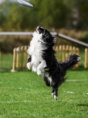 Sınır çoban köpeği yüksek atlama uçan disk, açık hava köpek sporları yarışması
