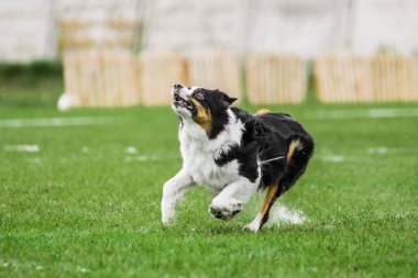 Avustralya çobanı uçan disk için koşuyor atlama, açık ağız, yaz açık hava köpek sporları yarışmasında yakalamaya çalışıyor