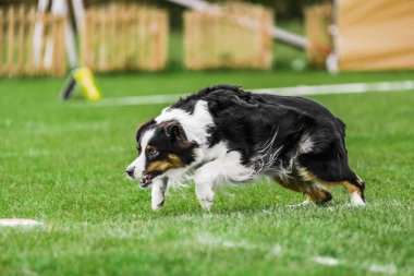 heyecan verici Avustralyalı çoban uçan disk için koşuyor onu yakalamaya çalışıyor, ağzı açık, yaz köpek sporları yarışması