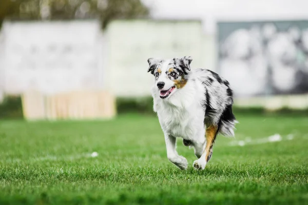 Excited Australian Shepherd Running Rolling Flying Disk Trying Catch Open — Stock Photo, Image