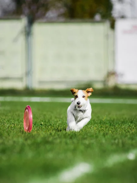 Lucu Wajah Jack Russel Terrier Berlari Untuk Rolling Flying Disk — Stok Foto