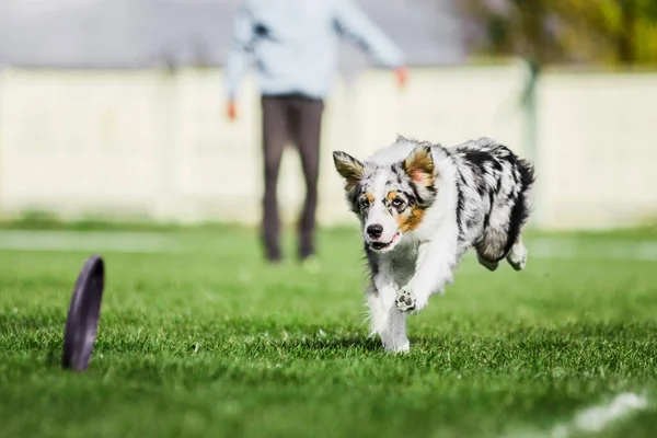 Excité Berger Australien Courir Pour Rouler Disque Volant Essayant Attraper — Photo