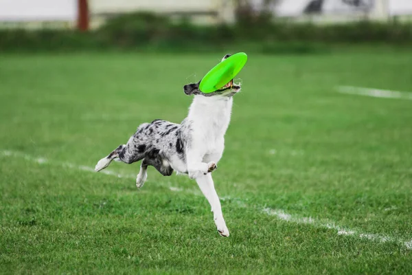 Border Collie Running Jumping Catching Flying Disk Summer Outdoors Dog — ストック写真