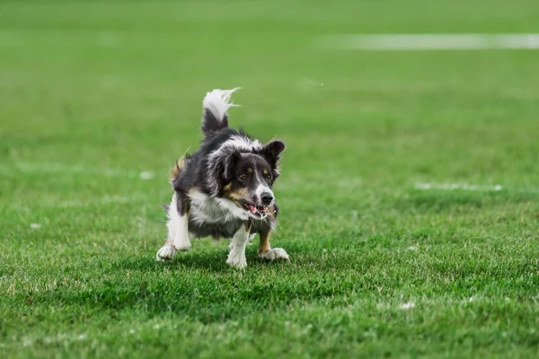 Sınır çobanı uçan disk için koşuyor, yakalamaya çalışıyor, ağzını açıyor, yaz köpek sporları yarışmasına katılıyor.