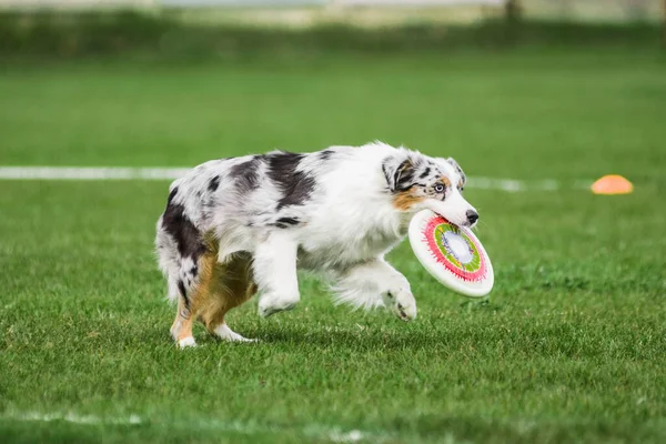Pastor Australiano Capturado Disco Voador Verão Livre Competição Esporte Cão — Fotografia de Stock