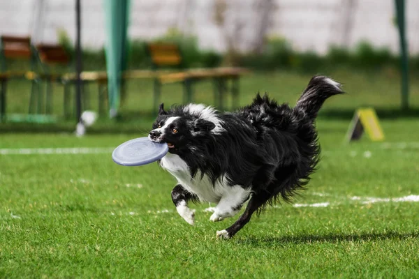 Border Collie Running Jumping Catching Flying Disk Summer Outdoors Dog — ストック写真