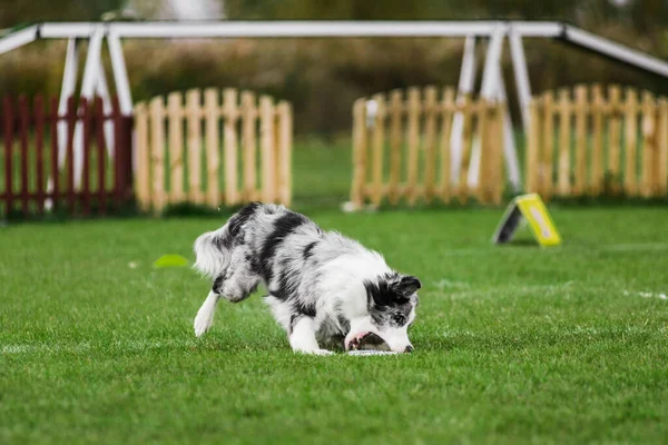 それをキャッチしようとして飛行ディスクを転がすために実行されている国境のコリー口 夏の屋外犬スポーツ競技会 — ストック写真