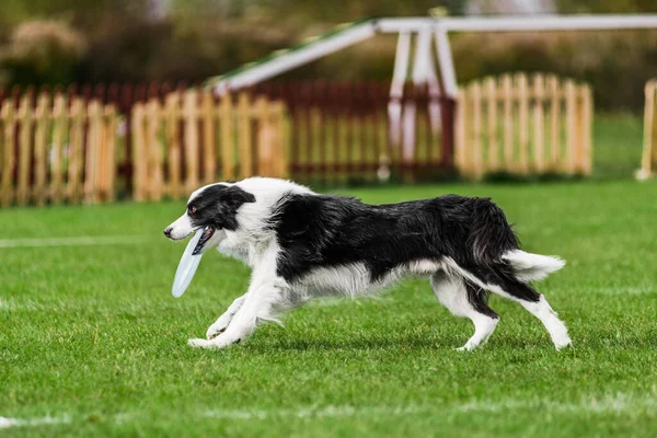 Border Collie Running Jumping Catching Flying Disk Summer Outdoors Dog — Stock Photo, Image