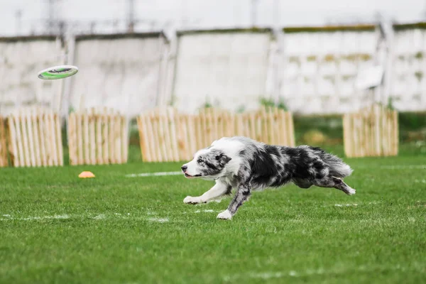 空飛ぶ円盤をキャッチするために高ジャンプする準備ができて国境コリー 夏の屋外犬スポーツ競技会 — ストック写真