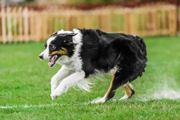 Excited Australian Shepherd Running Rolling Flying Disk Trying Catch Open — Stock Photo, Image