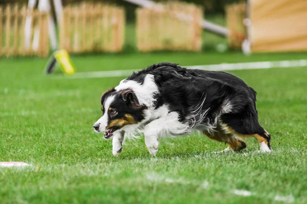 Excited Australian Shepherd Running Rolling Flying Disk Trying Catch Open — Stock Photo, Image