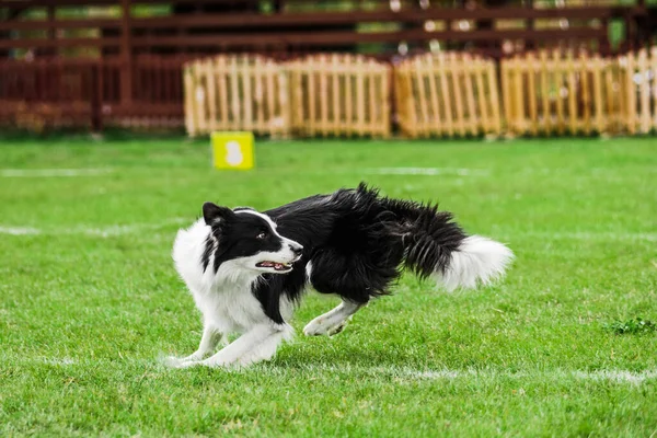 Frontière Collie Courir Pour Rouler Disque Volant Essayant Attraper Bouche — Photo