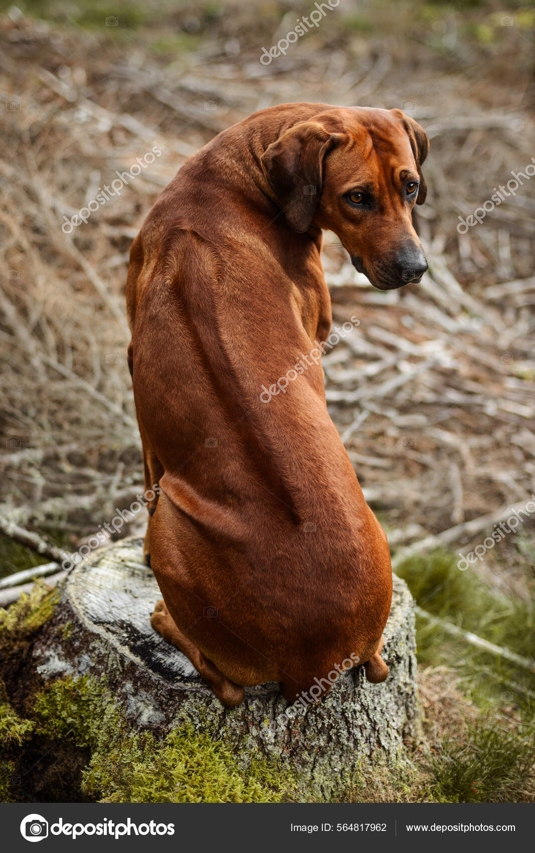 Mini Rhodesian Mini Ridgeback Dog Rhodesian Ridgeback Small Dog
