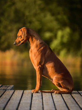 Sevimli Rodezyalı sırt köpeği su üstünde oturuyor.
