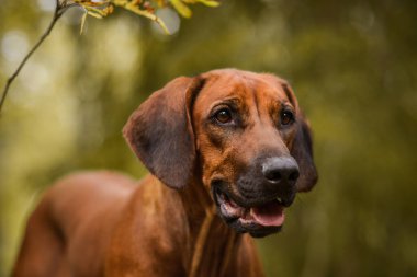 Sevimli Rodezyalı Sırt Sırtı Yeşil Orman Doğa Sahnesi 'nde yakın plan portresi
