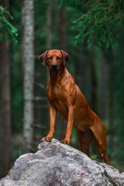 Sevimli Rodezyalı Sırt Sırtı Yeşil Orman doğa sahnesinde kayaların üzerinde duruyor