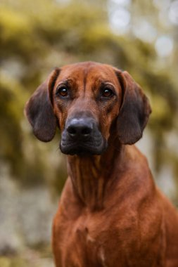 Sevimli Rodezyalı Sırt Sırtı Yeşil Orman Doğa Sahnesi 'nde yakın plan portresi