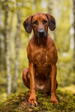 Sevimli Rodezyalı Sırt Sırtı Yeşil Orman doğa sahnesinde yosunlu kayaların üzerinde oturuyor.
