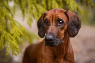 Sevimli Rodezyalı Sırt Sırtı Yeşil Orman Doğa Sahnesi 'nde yakın plan portresi