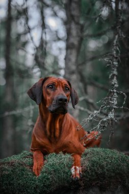 Sevimli Rodezyalı Sırt Sırtı Yeşil Orman doğa sahnesinde yosunlu kayaların üzerinde yatıyor