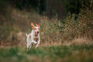 Güzel Bracco Italiano işaretçisi çim kuşunda koşan av köpeği, yaz akşamı 