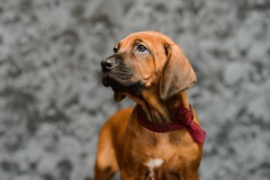 Şirin rodezik sırtlı yavru köpek. Gri çiçekli arka planda yakın plan portresi.