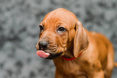 Şirin rodezik sırtlı yavru köpek. Gri çiçekli arka planda dili çıkmış bir portreyi yakından çek.