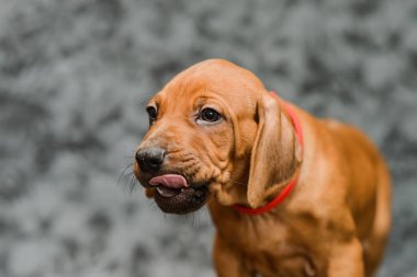 Şirin rodezik sırtlı yavru köpek. Gri çiçekli arka planda dili çıkmış bir portreyi yakından çek.
