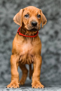 Gri çiçekli arka planda duran sevimli rodezyalı yavru köpek.