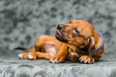 Gri çiçekli arka planda uzanan komik yüzlü rodezyalı yavru köpek.