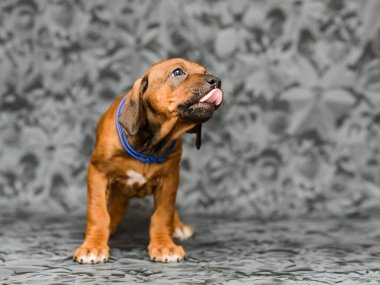 Gri çiçekli arka planda dikilen tatlı rodezyalı yavru köpek.