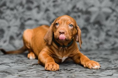 Gri çiçekli arka planda uzanan komik yüzlü rodezyalı yavru köpek.