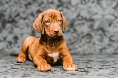 Gri çiçekli arka planda yatan sevimli rodezyalı yavru köpek.